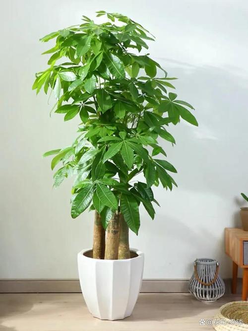 卧室发财树摆放位置图解 发财树放哪里招财旺家