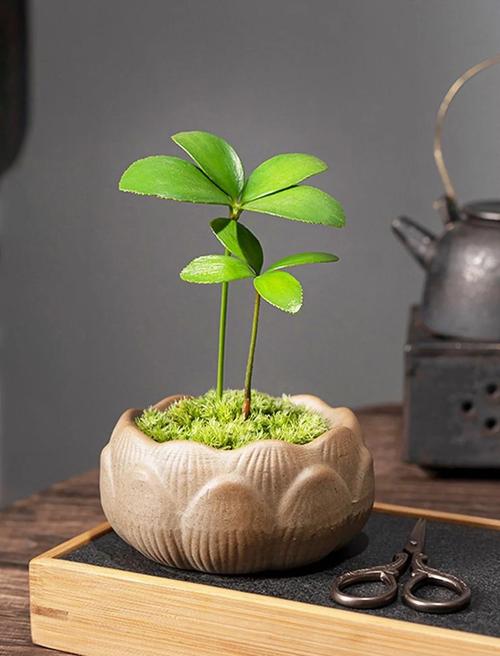 四叶草放卧室怎么样，好养吗？